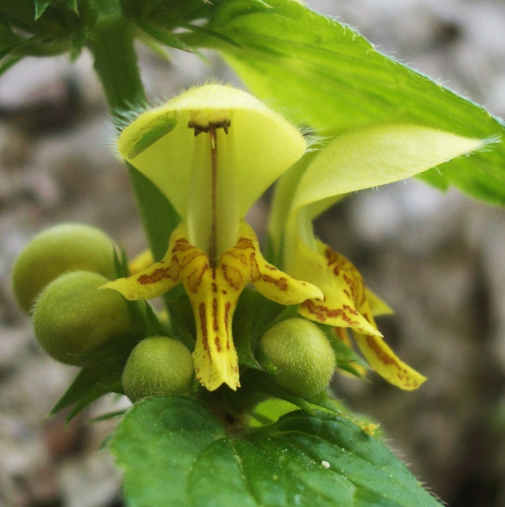 maybeorchid (4)
