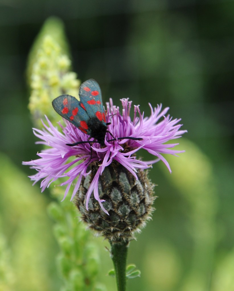 6spotthistle (3)