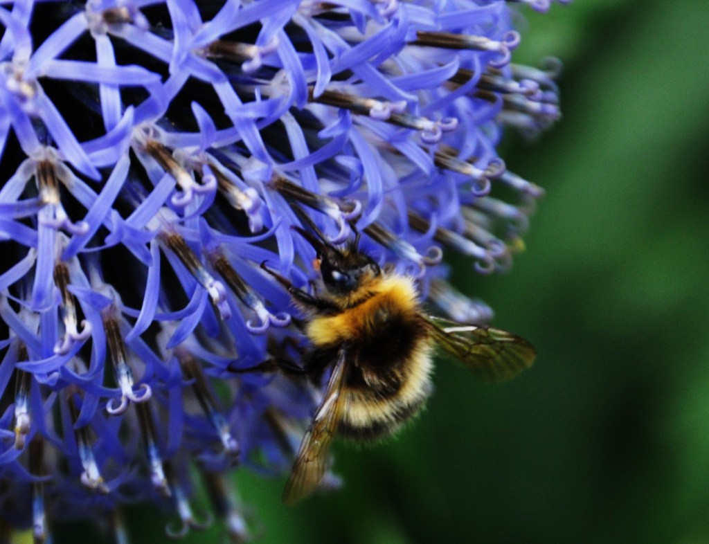 aliumbee (3)
