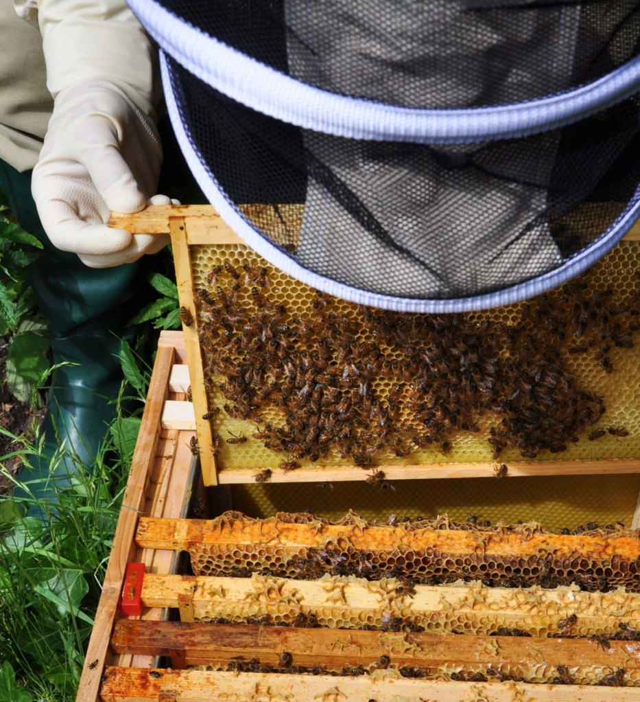 beehive (2)