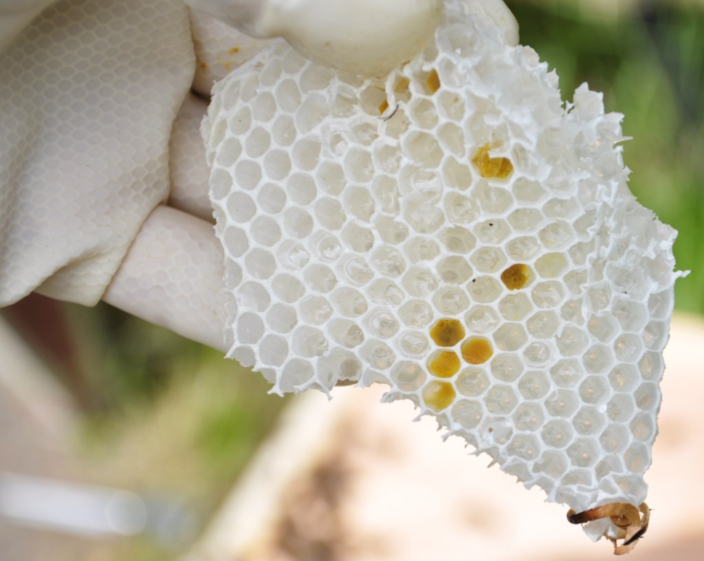 busybeewaxcomb