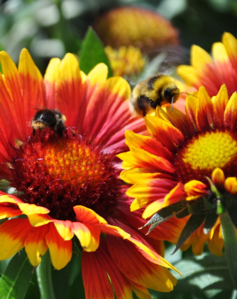 gazbees (2)