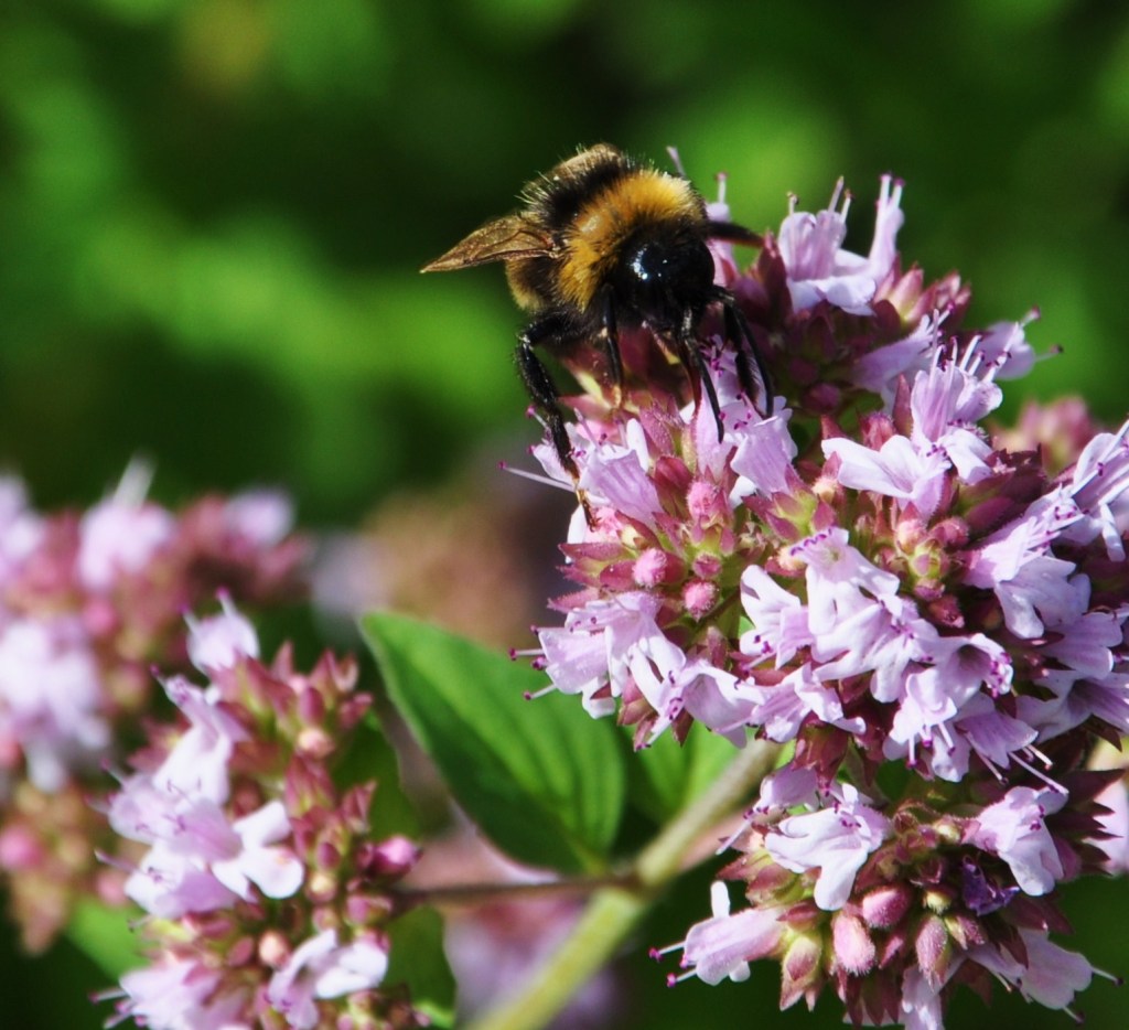 herbidfloweringbee