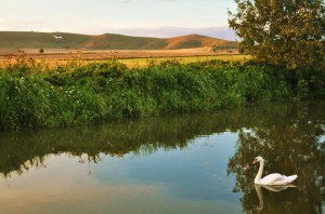 milkhillswan