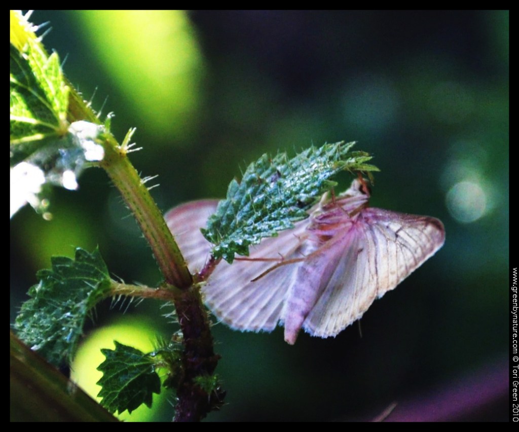 moth (3)