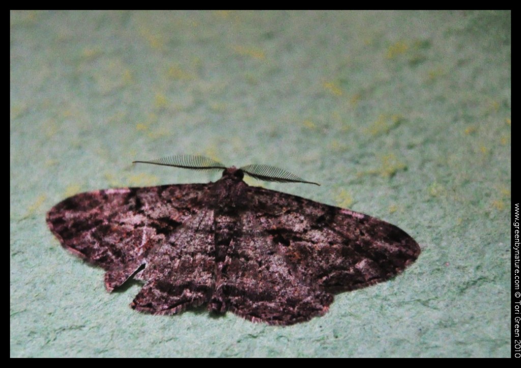 moth