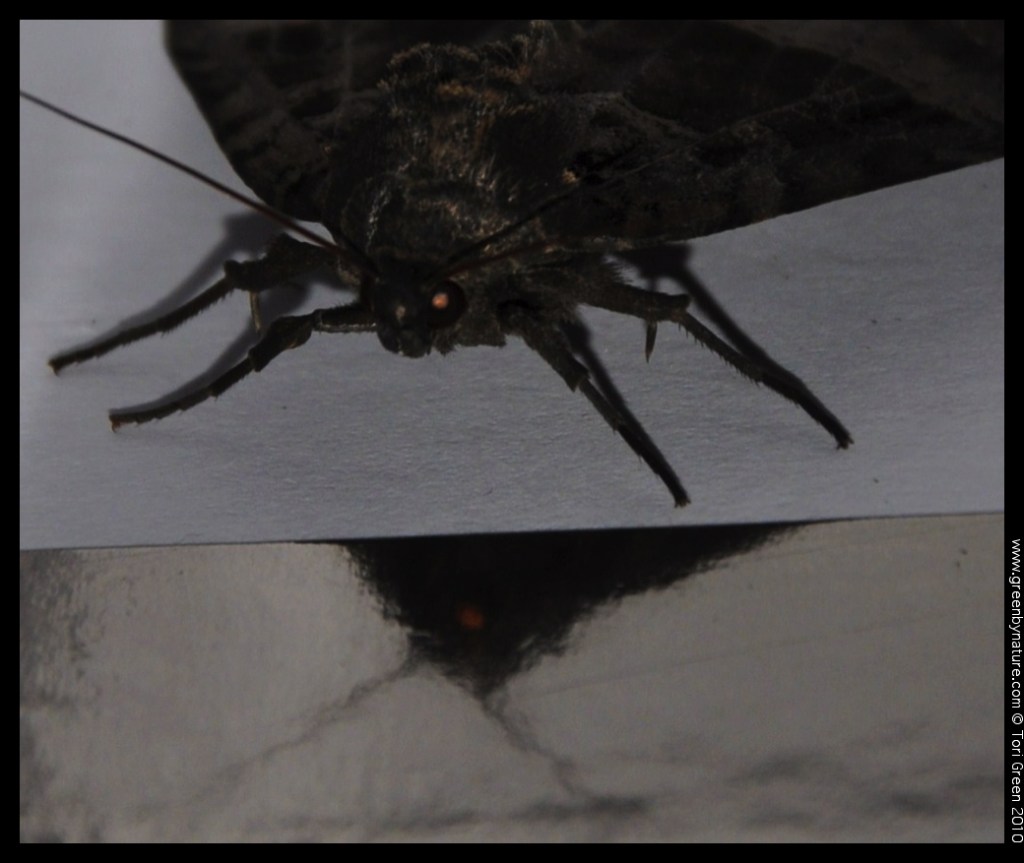 oldladymoth (12)