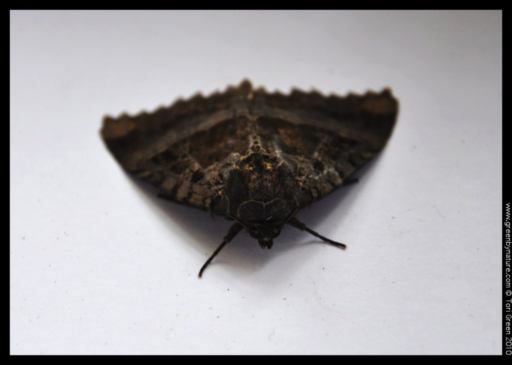 oldladymoth (8)