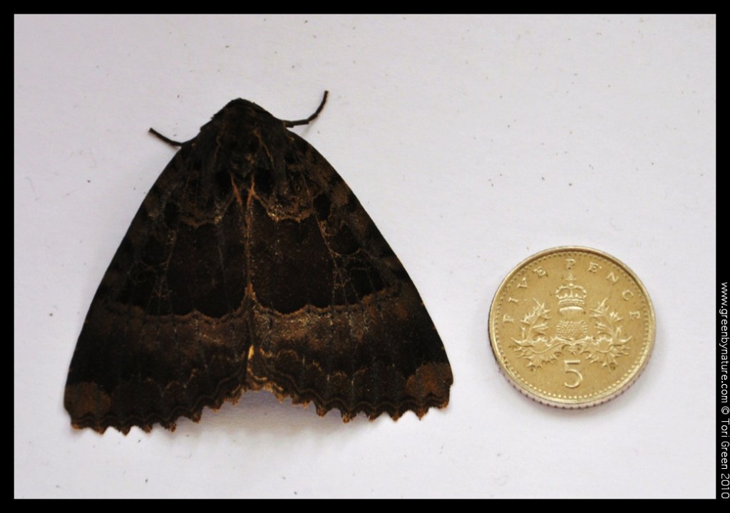 oldladymoth5p
