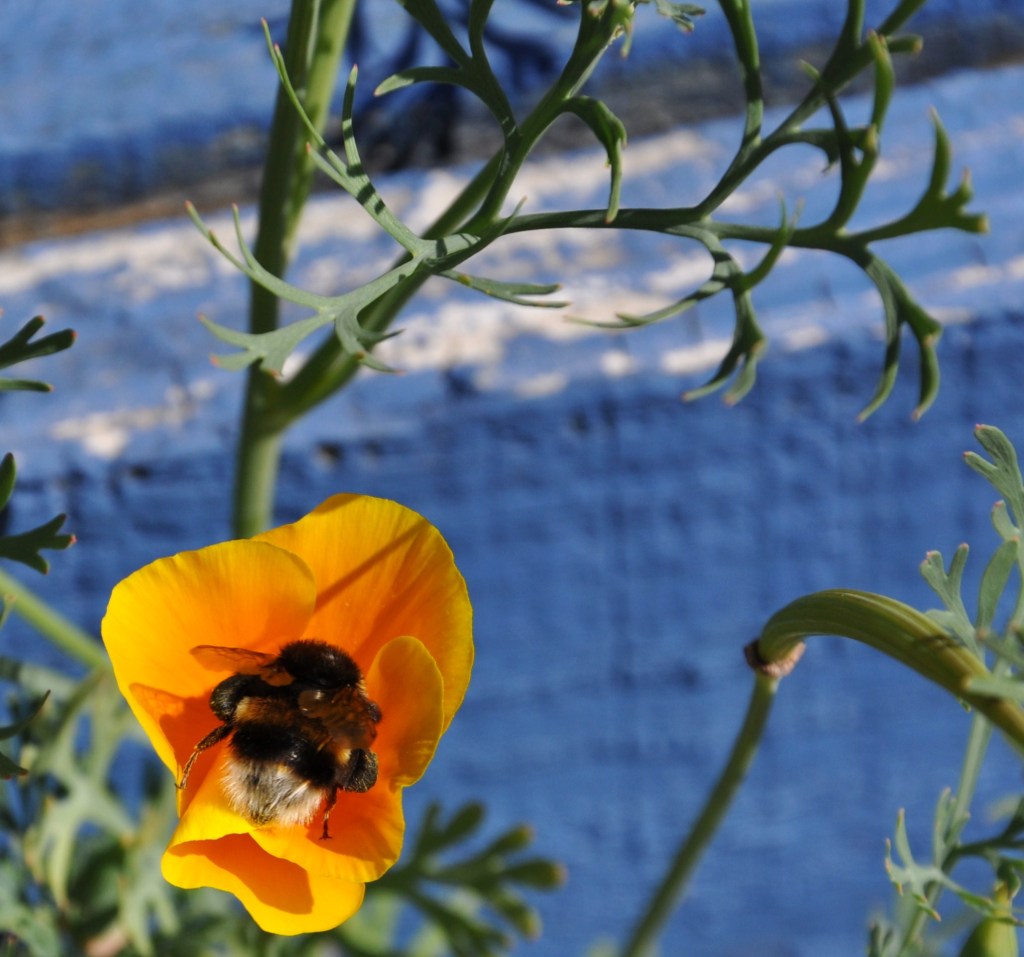 poppybee - Copy