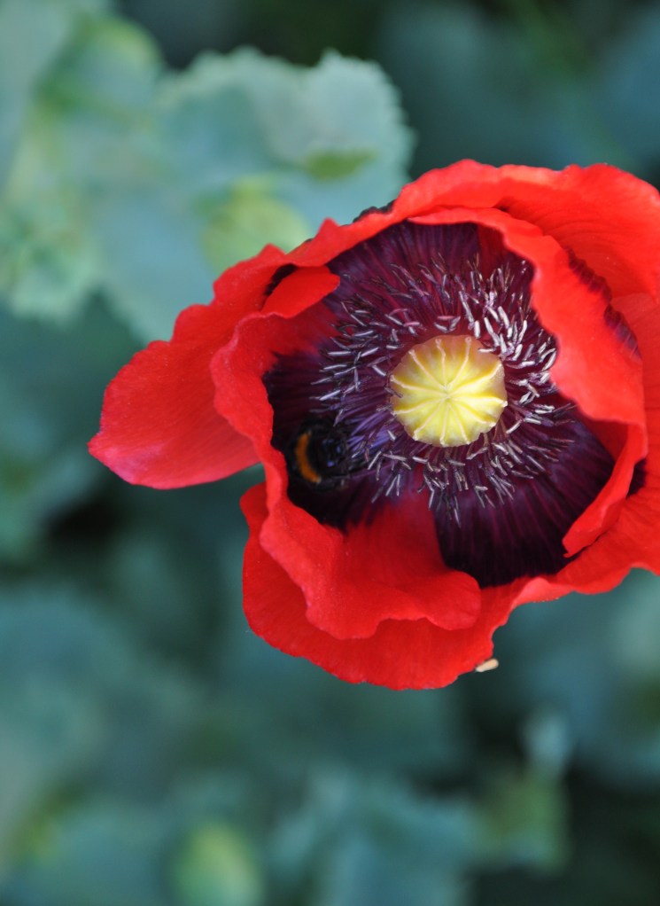 poppylodger