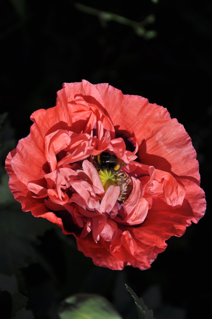 poppypinkbeeori
