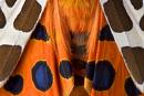 tigermoth