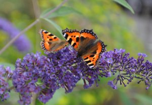 tortoiseshells