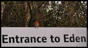01 entrance robin