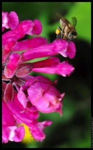 bee pink flower