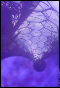 biome purple balloon