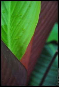 palm rainbow