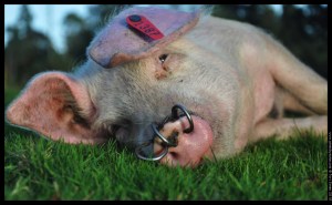 pig (3)