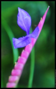 pink blue tropical (3)