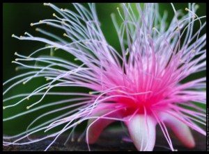 pink fluff plant
