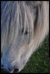 pony grey (2)