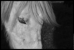 pony grey
