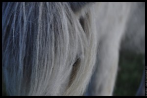 pony soft grey