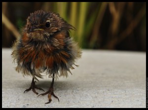 robin baby (5)