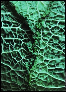 seasonal cabbage