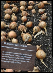 seasonal onions (2)