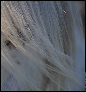 shetland pony grey (2)