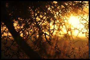 sunset gorse