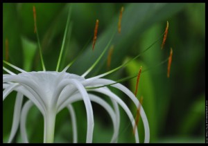 white jelly (3)