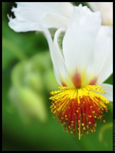 white yellow