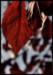 beech red (3)