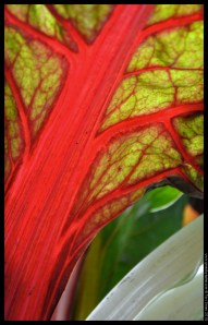 chard (3)