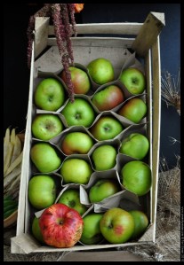 seasonal apples
