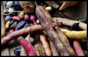 seasonal beans (2)