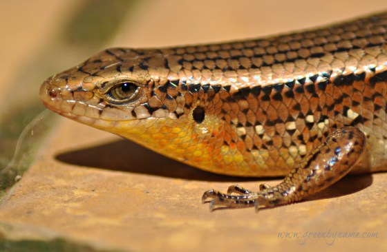 skinksmilinggoldeye