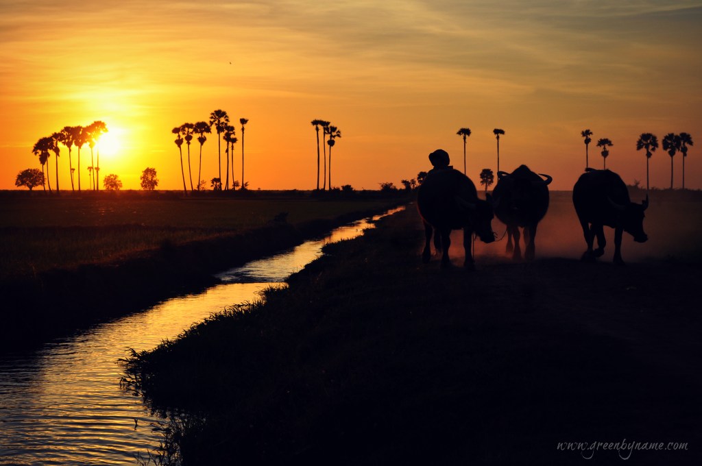 pabeangmelea3waterbuffalocr