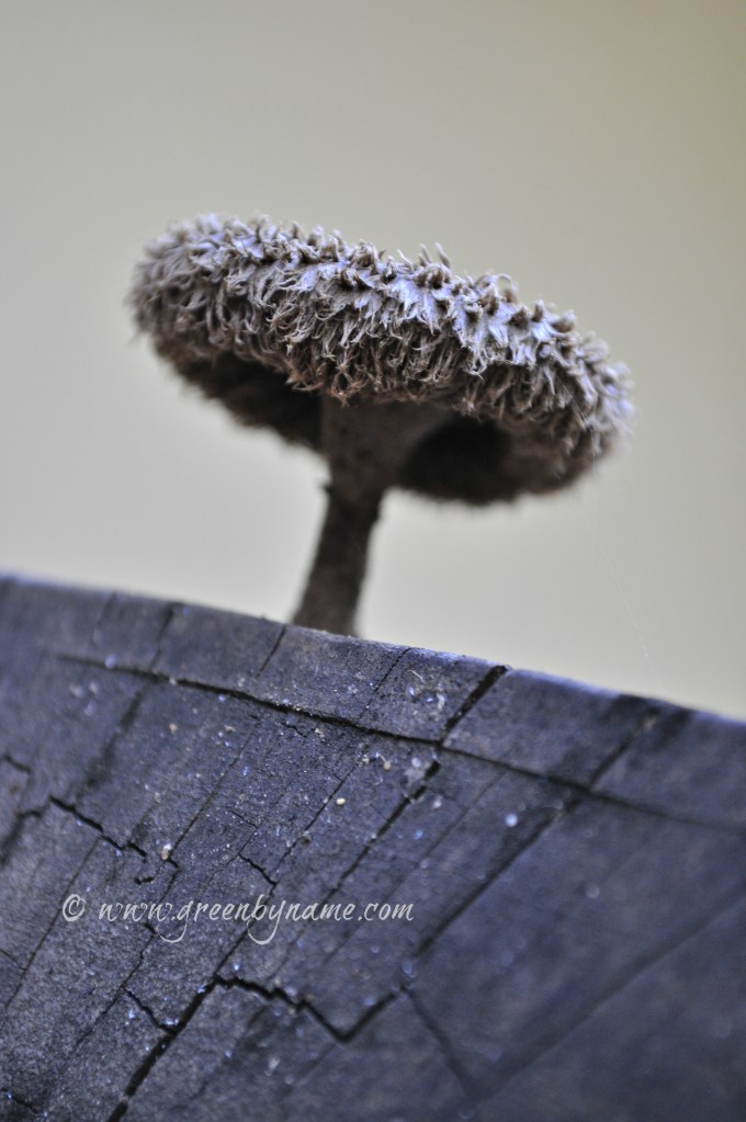 In the land of the giant funghi tree