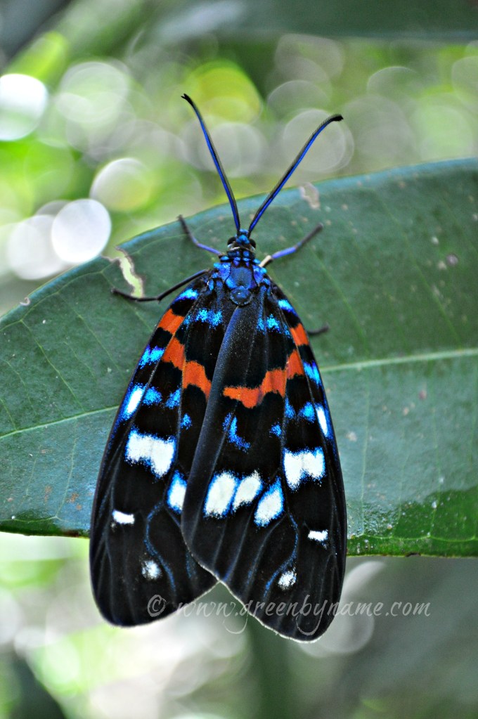 kulenbutterflyblueredblackcr