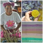 LotusfarmCollagecr
