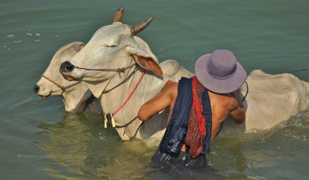 happy-cow-mekong-sunday-morning-farmer-cambodia-tori-green-CR